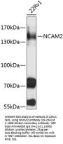 NCAM2 Antibody