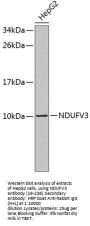 NDUFV3 Antibody