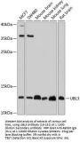 UBL3 Antibody