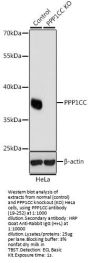 PPP1CC Antibody, KO Validated