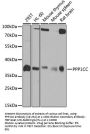 PPP1CC Antibody, KO Validated