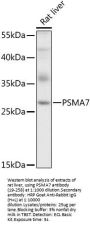 PSMA7 Antibody