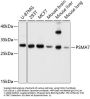 PSMA7 Antibody