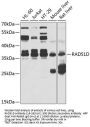 Rad51D Antibody