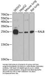 RALB Antibody