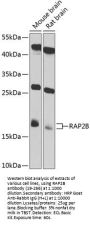 RAP2B Antibody