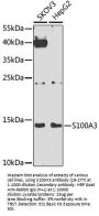 S100A3 Antibody