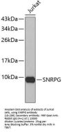 SNRPG Antibody