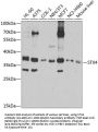 STX4 Antibody