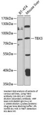 TBX3 Antibody