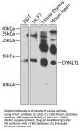 DYNLT1 Antibody