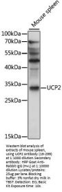 UCP2 Antibody
