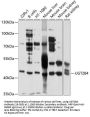 UGT2B4 Antibody