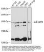 ARHGEF5 Antibody