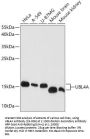 UBL4A Antibody