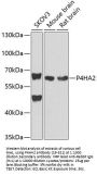 P4HA2 Antibody