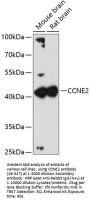 CCNE2 Antibody
