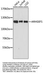 ARHGEF1 Antibody, KO Validated