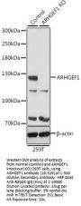 ARHGEF1 Antibody, KO Validated