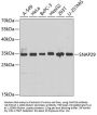 SNAP29 Antibody