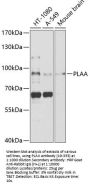 PLAA Antibody