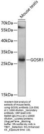 GOSR1 Antibody