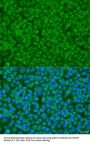GOSR1 Antibody