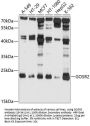 GOSR2 Antibody