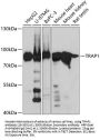 TRAP1 Antibody