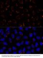 TRAP1 Antibody