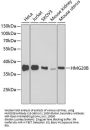 HMG20B Antibody