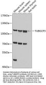 TUBGCP3 Antibody