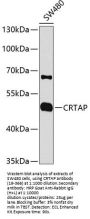 CRTAP Antibody