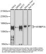 MYBBP1A Antibody