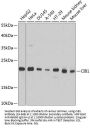 CIB1 Antibody