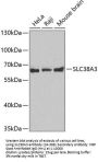 SLC38A3 Antibody