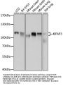 KIFAP3 Antibody