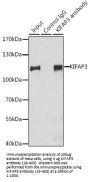 KIFAP3 Antibody