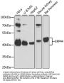 ERP44 Antibody
