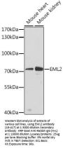 EML2 Antibody