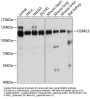 OSBPL3 Antibody