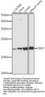 CRCP Antibody