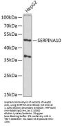 SERPINA10 Antibody