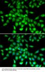 SERPINA10 Antibody