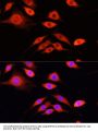SERPINA10 Antibody