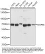 NOP58 Antibody