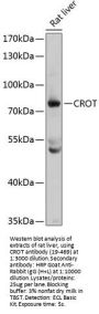 CROT Antibody
