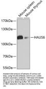 HAUS6 Antibody