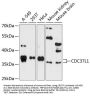 CDC37L1 Antibody