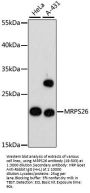 MRPS26 Antibody